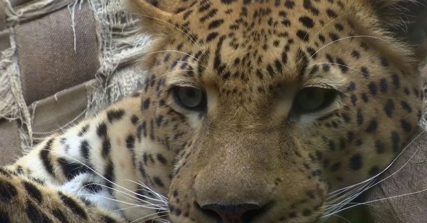 Panthera 'Yaşam İçin Kürk' projesiyle leoparları kurtarıyor