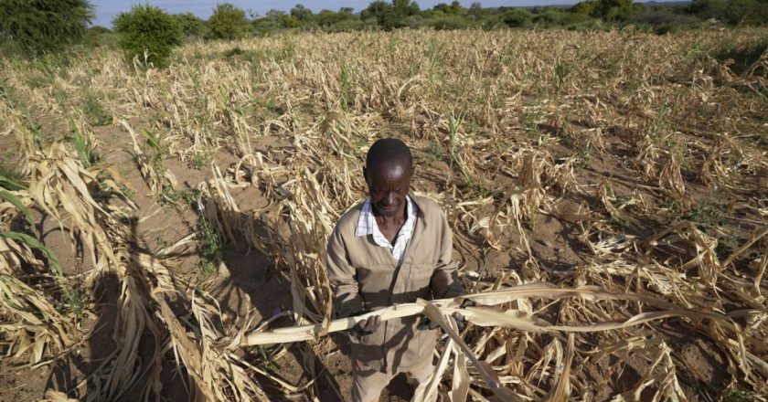 BM Gıda Ajansı kuraklıktan etkilenen Güney Afrika için 400 milyon dolar çağrısında bulunuyor