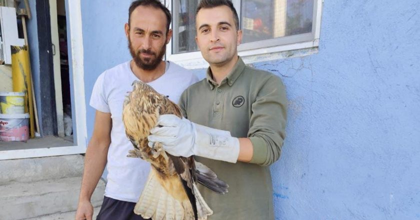 Yaralı kızıl şahin ve leylek Kırşehir’de tedavi altına alındı