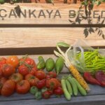 Şehrin Ortasında Toprağın Nefesi: Çankaya Kent Bostanları’nda Eğitim, Üretim, Paylaşım – Son Dakika Yaşam Haberleri