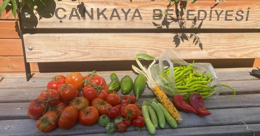 Şehrin Ortasında Toprağın Nefesi: Çankaya Kent Bostanları’nda Eğitim, Üretim, Paylaşım – Son Dakika Yaşam Haberleri